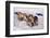 Sled Dog Team-Paul Souders-Framed Photographic Print