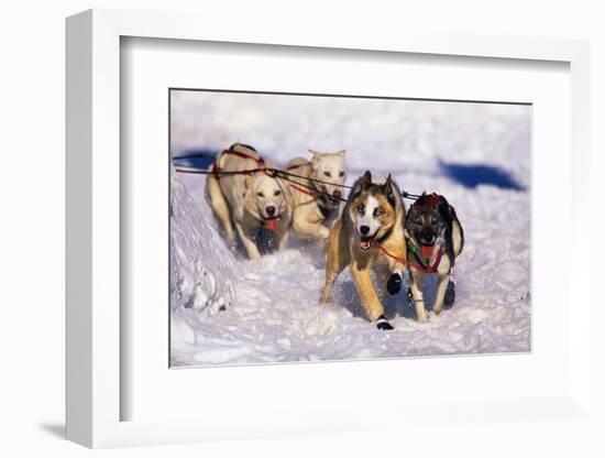 Sled Dog Team-Paul Souders-Framed Photographic Print