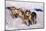 Sled Dog Team-Paul Souders-Mounted Photographic Print