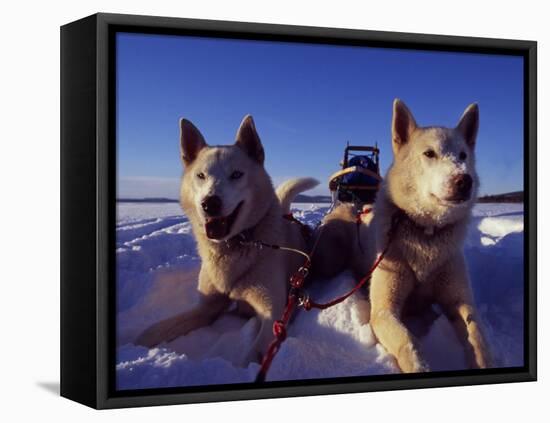Sled Dogs 'Hiko' and 'Mika', Resting in the Snow with Sled in the Background-Mark Hannaford-Framed Stretched Canvas