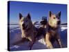 Sled Dogs 'Hiko' and 'Mika', Resting in the Snow with Sled in the Background-Mark Hannaford-Stretched Canvas