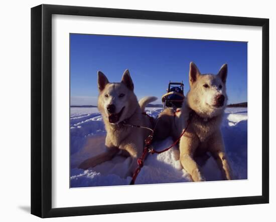 Sled Dogs 'Hiko' and 'Mika', Resting in the Snow with Sled in the Background-Mark Hannaford-Framed Photographic Print