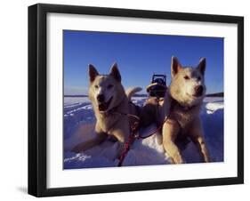 Sled Dogs 'Hiko' and 'Mika', Resting in the Snow with Sled in the Background-Mark Hannaford-Framed Photographic Print