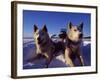 Sled Dogs 'Hiko' and 'Mika', Resting in the Snow with Sled in the Background-Mark Hannaford-Framed Photographic Print