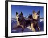 Sled Dogs 'Hiko' and 'Mika', Resting in the Snow with Sled in the Background-Mark Hannaford-Framed Photographic Print