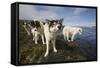 Sled Dogs in Sisimiut-null-Framed Stretched Canvas