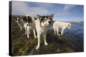 Sled Dogs in Sisimiut-null-Stretched Canvas