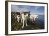 Sled Dogs in Sisimiut-null-Framed Photographic Print