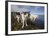 Sled Dogs in Sisimiut-null-Framed Photographic Print