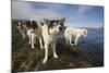 Sled Dogs in Sisimiut-null-Mounted Photographic Print