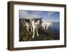 Sled Dogs in Sisimiut-null-Framed Photographic Print