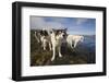 Sled Dogs in Sisimiut-null-Framed Photographic Print