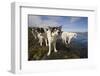 Sled Dogs in Sisimiut-null-Framed Photographic Print