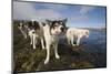 Sled Dogs in Sisimiut-null-Mounted Photographic Print