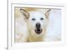 Sled dogs, near Fairbanks, Alaska-Stuart Westmorland-Framed Photographic Print