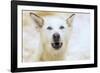 Sled dogs, near Fairbanks, Alaska-Stuart Westmorland-Framed Photographic Print