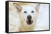 Sled dogs, near Fairbanks, Alaska-Stuart Westmorland-Framed Stretched Canvas