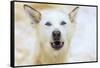 Sled dogs, near Fairbanks, Alaska-Stuart Westmorland-Framed Stretched Canvas