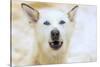 Sled dogs, near Fairbanks, Alaska-Stuart Westmorland-Stretched Canvas