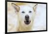 Sled dogs, near Fairbanks, Alaska-Stuart Westmorland-Framed Photographic Print