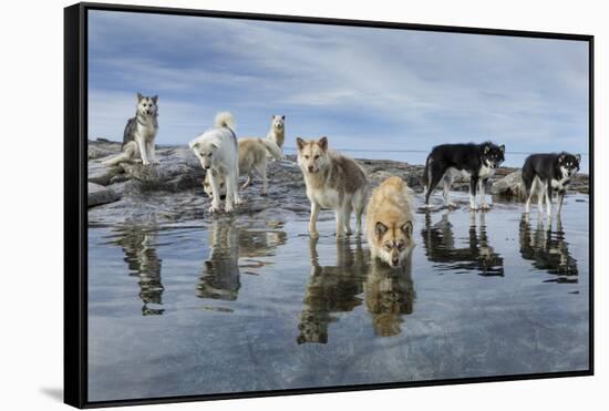 Sled Dogs, Nunavut, Canada-Paul Souders-Framed Stretched Canvas