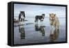 Sled Dogs, Nunavut, Canada-Paul Souders-Framed Stretched Canvas