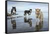 Sled Dogs, Nunavut, Canada-Paul Souders-Framed Stretched Canvas