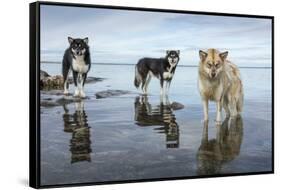 Sled Dogs, Nunavut, Canada-Paul Souders-Framed Stretched Canvas