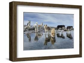 Sled Dogs, Nunavut, Canada-Paul Souders-Framed Photographic Print