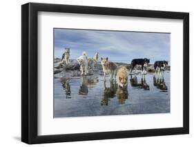 Sled Dogs, Nunavut, Canada-Paul Souders-Framed Photographic Print