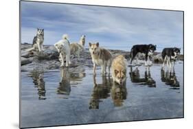 Sled Dogs, Nunavut, Canada-Paul Souders-Mounted Photographic Print