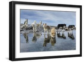 Sled Dogs, Nunavut, Canada-Paul Souders-Framed Photographic Print