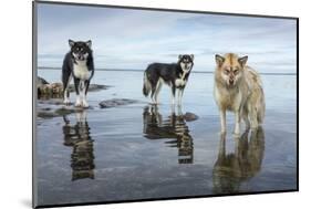 Sled Dogs, Nunavut, Canada-Paul Souders-Mounted Photographic Print