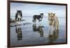 Sled Dogs, Nunavut, Canada-Paul Souders-Framed Photographic Print