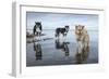 Sled Dogs, Nunavut, Canada-Paul Souders-Framed Photographic Print