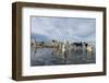 Sled Dogs, Nunavut, Canada-Paul Souders-Framed Photographic Print