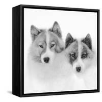 Sled dogs on sea ice near Uummannaq in northern West Greenland beyond the Arctic Circle-Martin Zwick-Framed Stretched Canvas