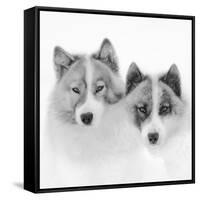 Sled dogs on sea ice near Uummannaq in northern West Greenland beyond the Arctic Circle-Martin Zwick-Framed Stretched Canvas