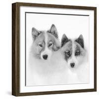 Sled dogs on sea ice near Uummannaq in northern West Greenland beyond the Arctic Circle-Martin Zwick-Framed Photographic Print