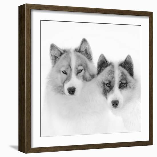 Sled dogs on sea ice near Uummannaq in northern West Greenland beyond the Arctic Circle-Martin Zwick-Framed Photographic Print