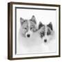 Sled dogs on sea ice near Uummannaq in northern West Greenland beyond the Arctic Circle-Martin Zwick-Framed Photographic Print