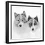 Sled dogs on sea ice near Uummannaq in northern West Greenland beyond the Arctic Circle-Martin Zwick-Framed Photographic Print