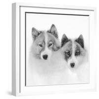 Sled dogs on sea ice near Uummannaq in northern West Greenland beyond the Arctic Circle-Martin Zwick-Framed Photographic Print