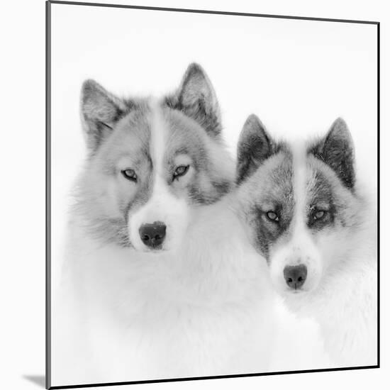 Sled dogs on sea ice near Uummannaq in northern West Greenland beyond the Arctic Circle-Martin Zwick-Mounted Photographic Print