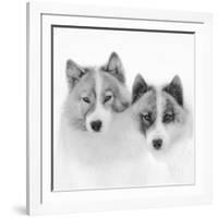 Sled dogs on sea ice near Uummannaq in northern West Greenland beyond the Arctic Circle-Martin Zwick-Framed Photographic Print