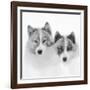 Sled dogs on sea ice near Uummannaq in northern West Greenland beyond the Arctic Circle-Martin Zwick-Framed Photographic Print