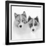 Sled dogs on sea ice near Uummannaq in northern West Greenland beyond the Arctic Circle-Martin Zwick-Framed Photographic Print