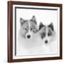 Sled dogs on sea ice near Uummannaq in northern West Greenland beyond the Arctic Circle-Martin Zwick-Framed Photographic Print