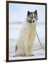 Sled dogs on sea ice near Uummannaq in northern West Greenland beyond the Arctic Circle-Martin Zwick-Framed Photographic Print