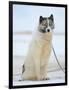 Sled dogs on sea ice near Uummannaq in northern West Greenland beyond the Arctic Circle-Martin Zwick-Framed Photographic Print